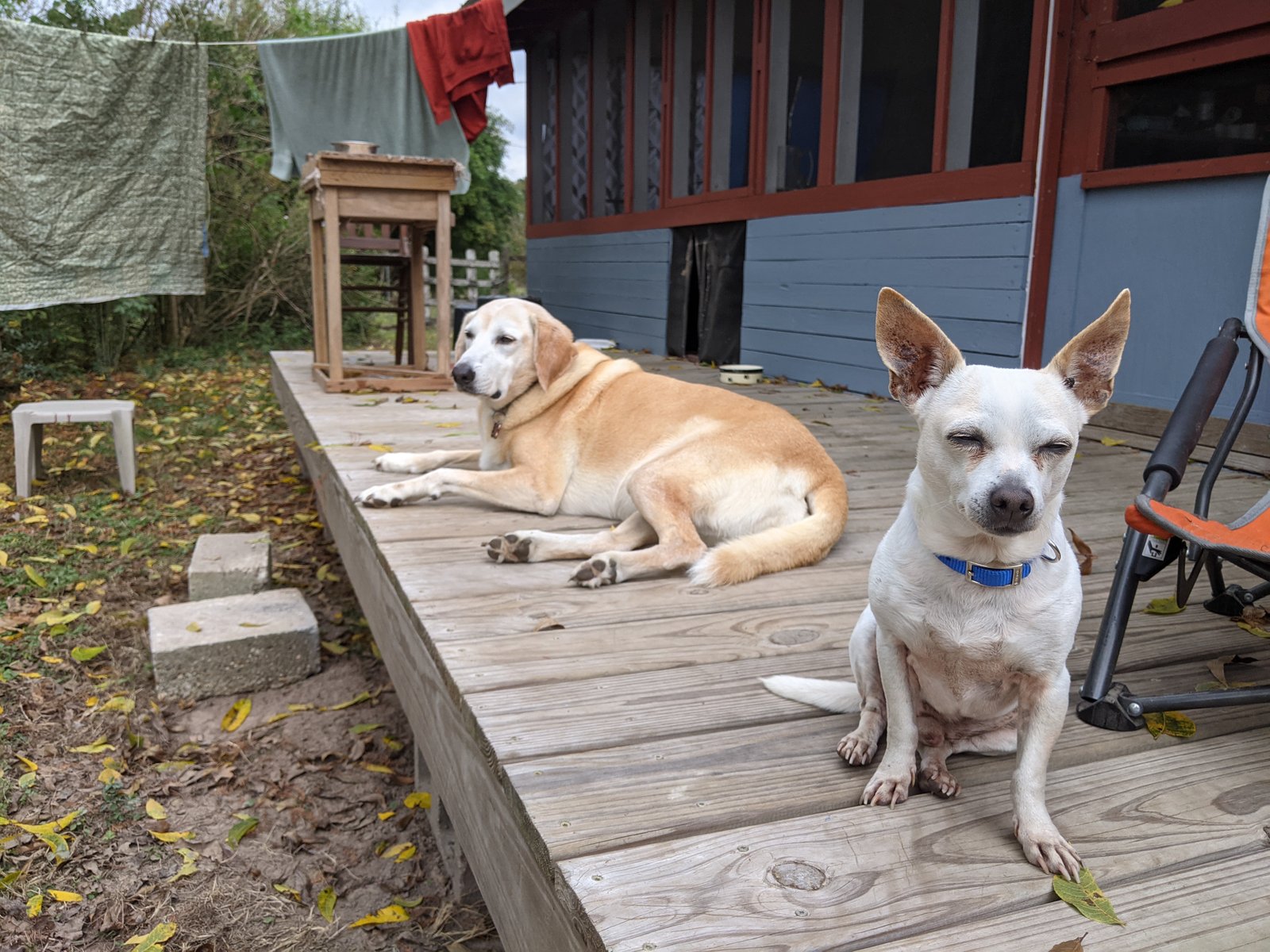 PXL 20201124 170646128