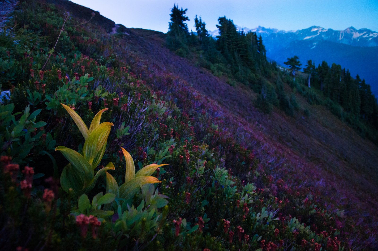 HanneganPassHillside