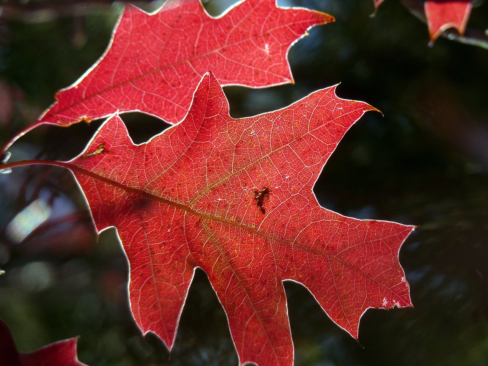 Spanish oak leaves 4139322827 o