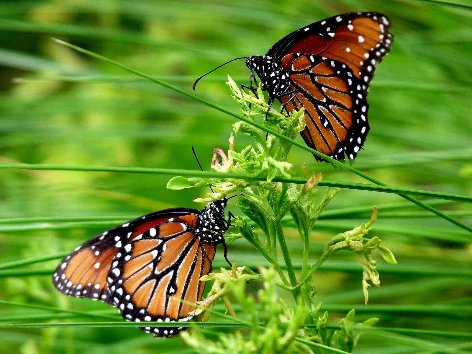 Two queens 3629326271 o