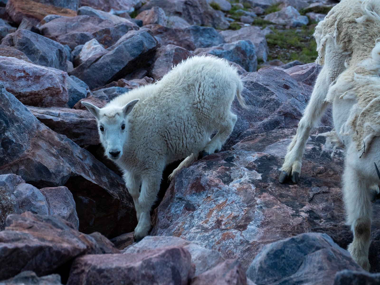 Arrow23 ExportDec25 1011164