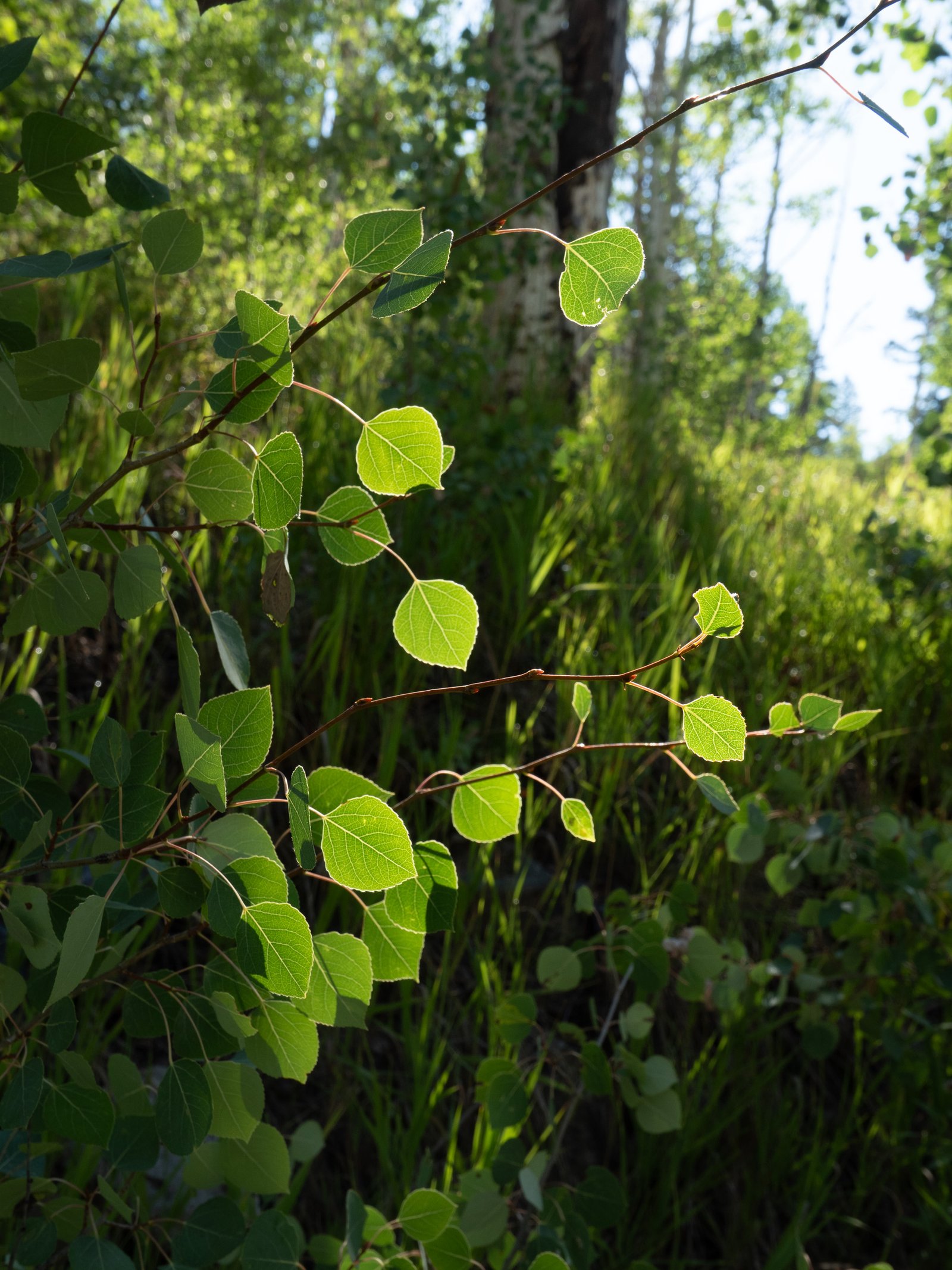 ArrowVal2023 export091125 1010352