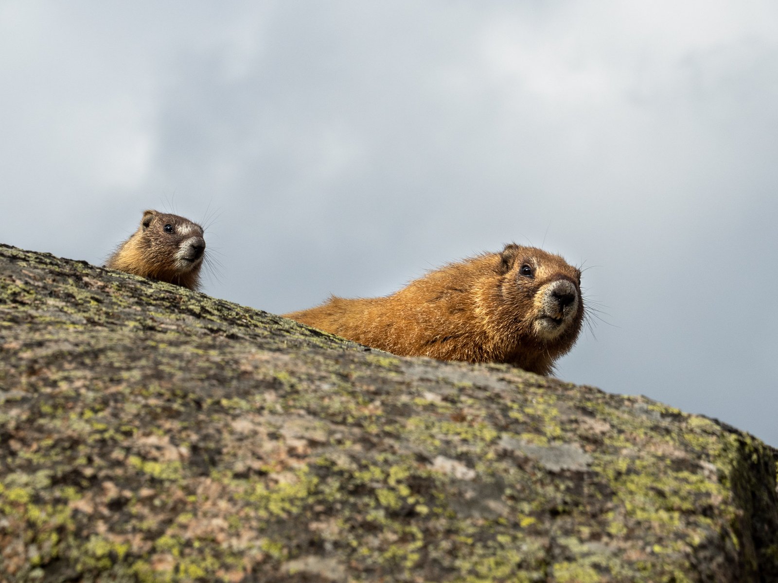 Jaggedruby2024web 7276429