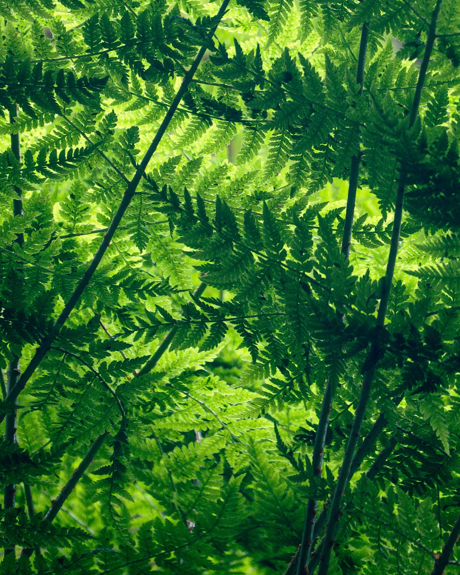 Alaska2021 6129044 4