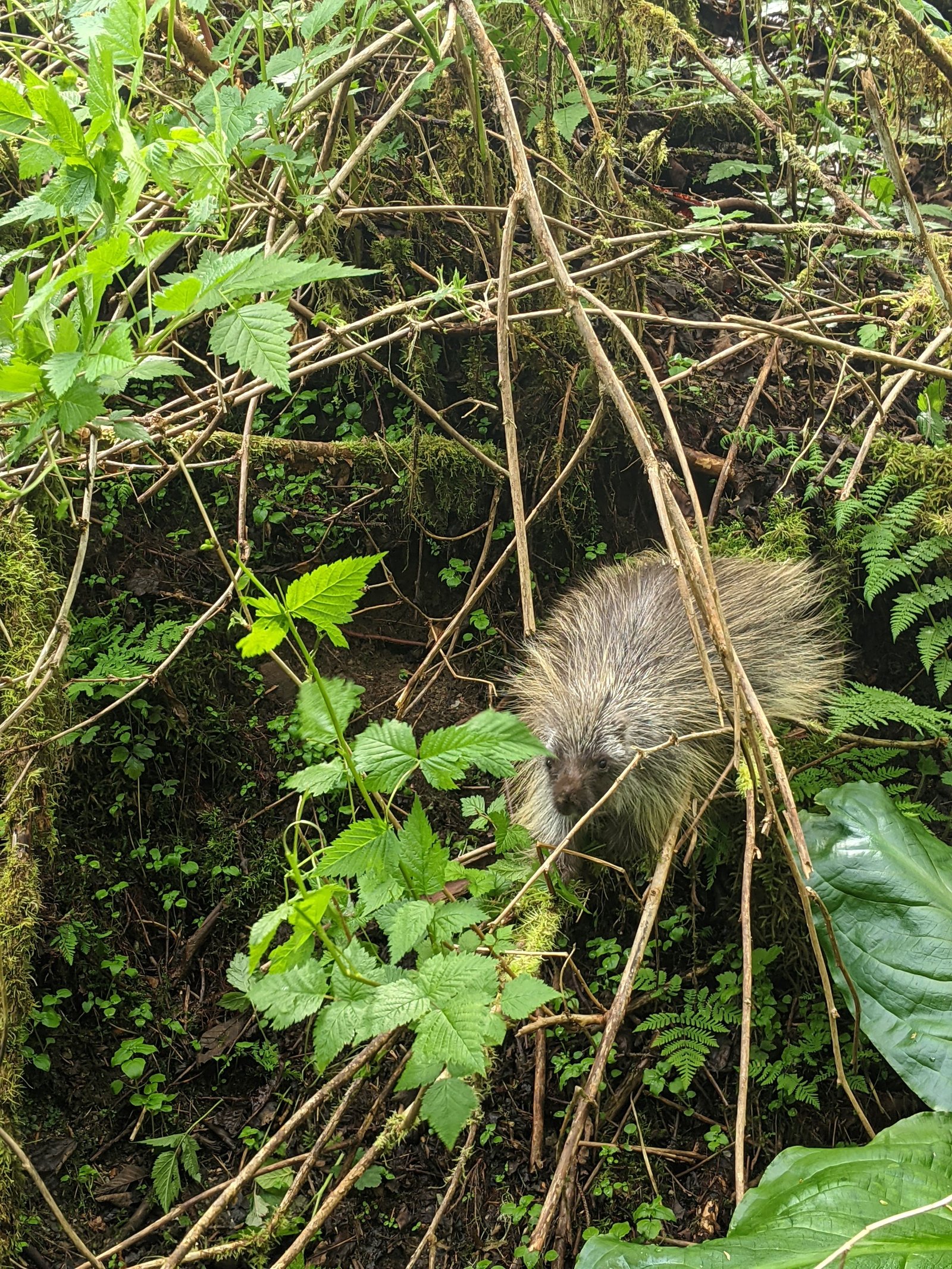 PXL 20210607 003540045