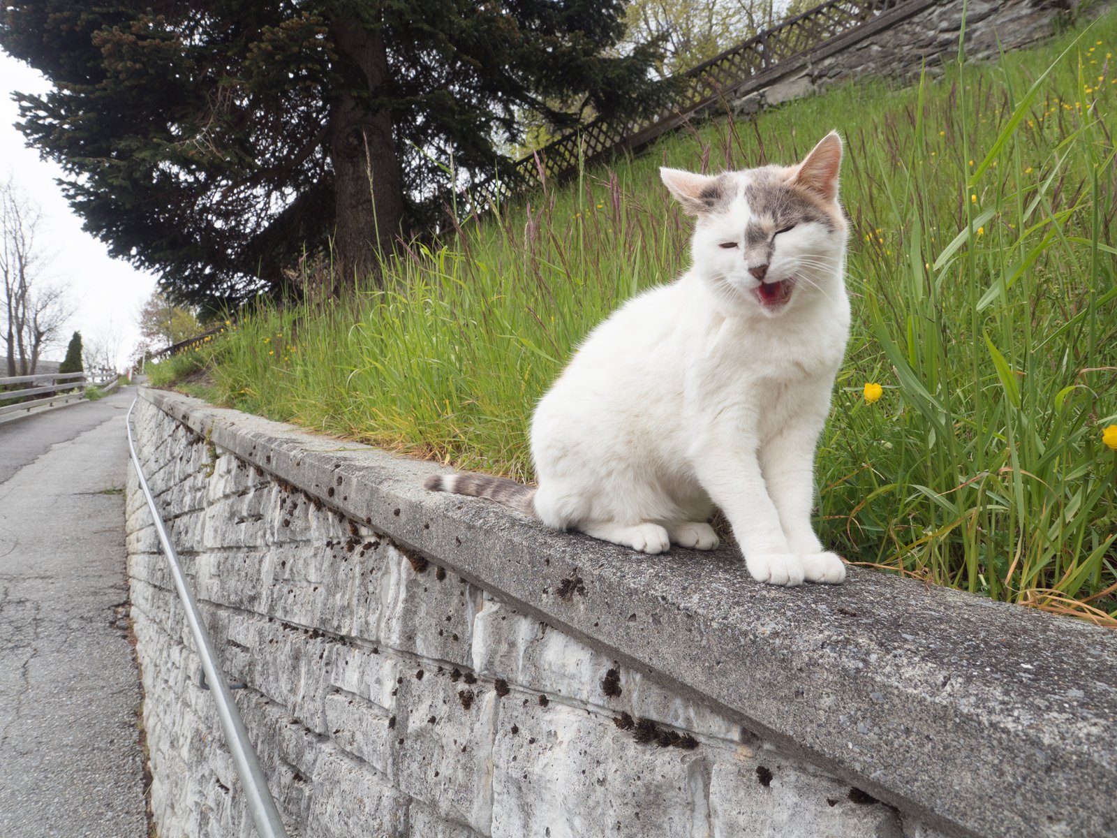 Switzerland2019 0855