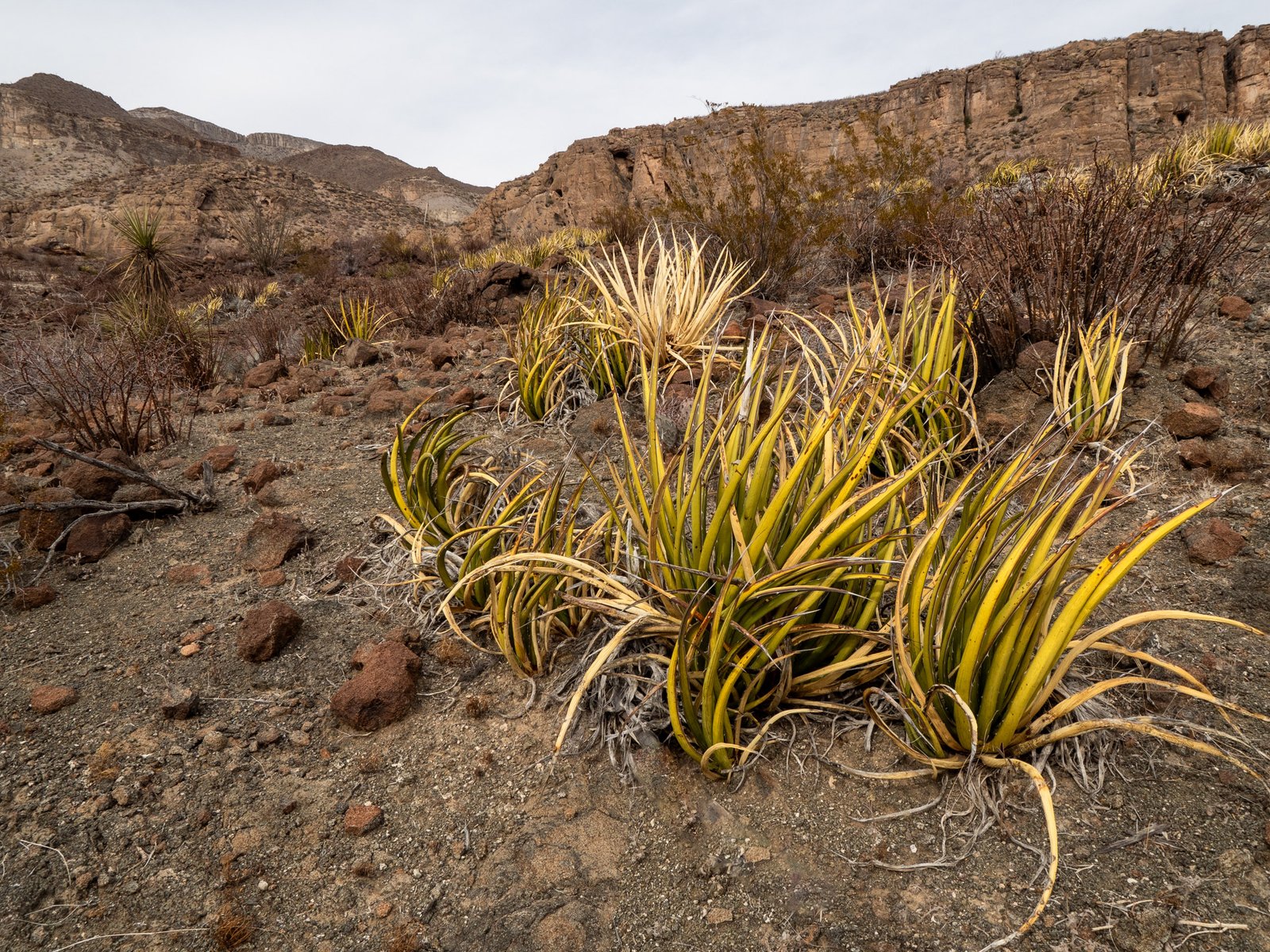 BBMesa24 080125 3025679