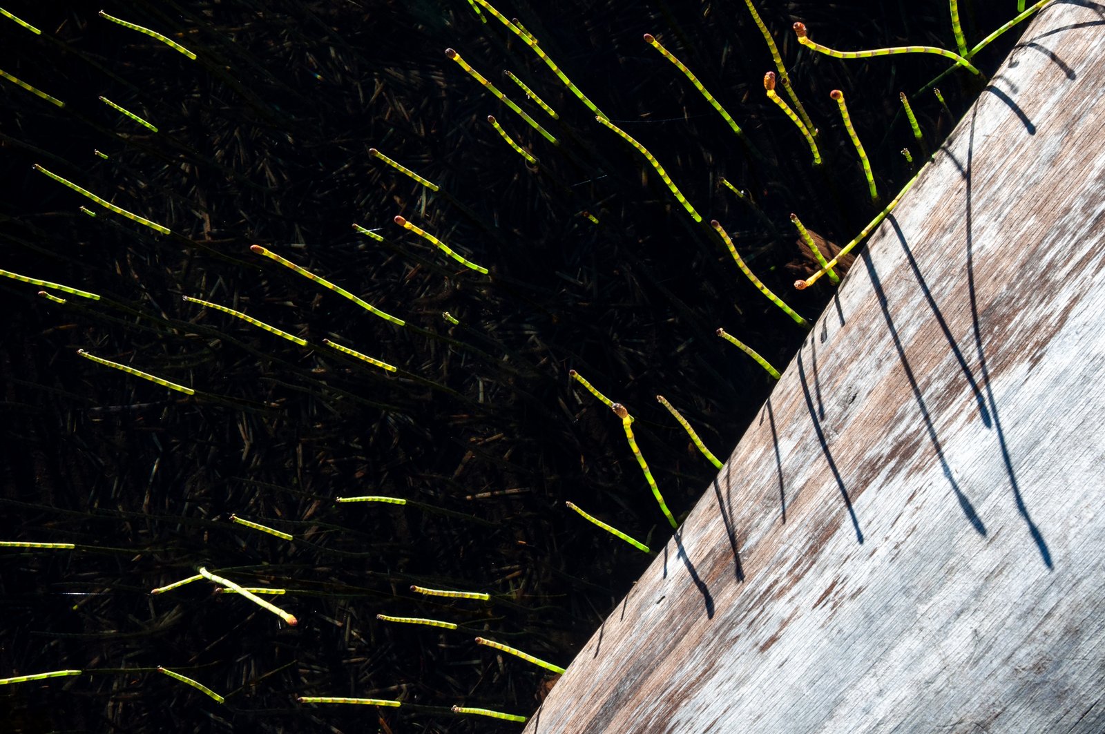 Enchant2014 080225 0689