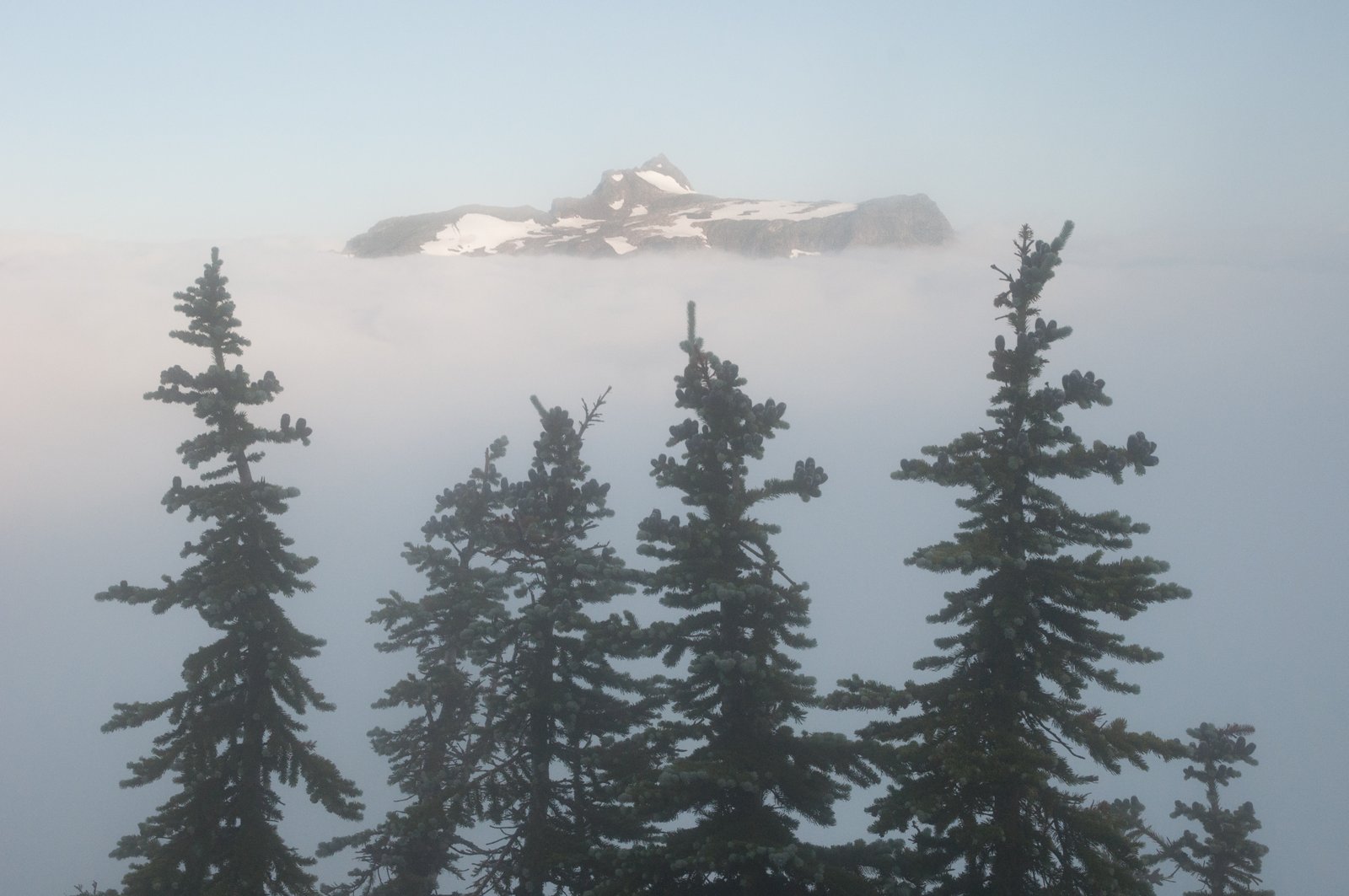 Tomyhoi rising 9693055173 o