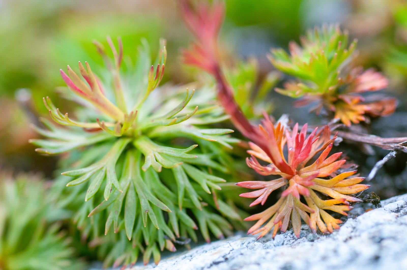 Yellowaster14 export090725 0078