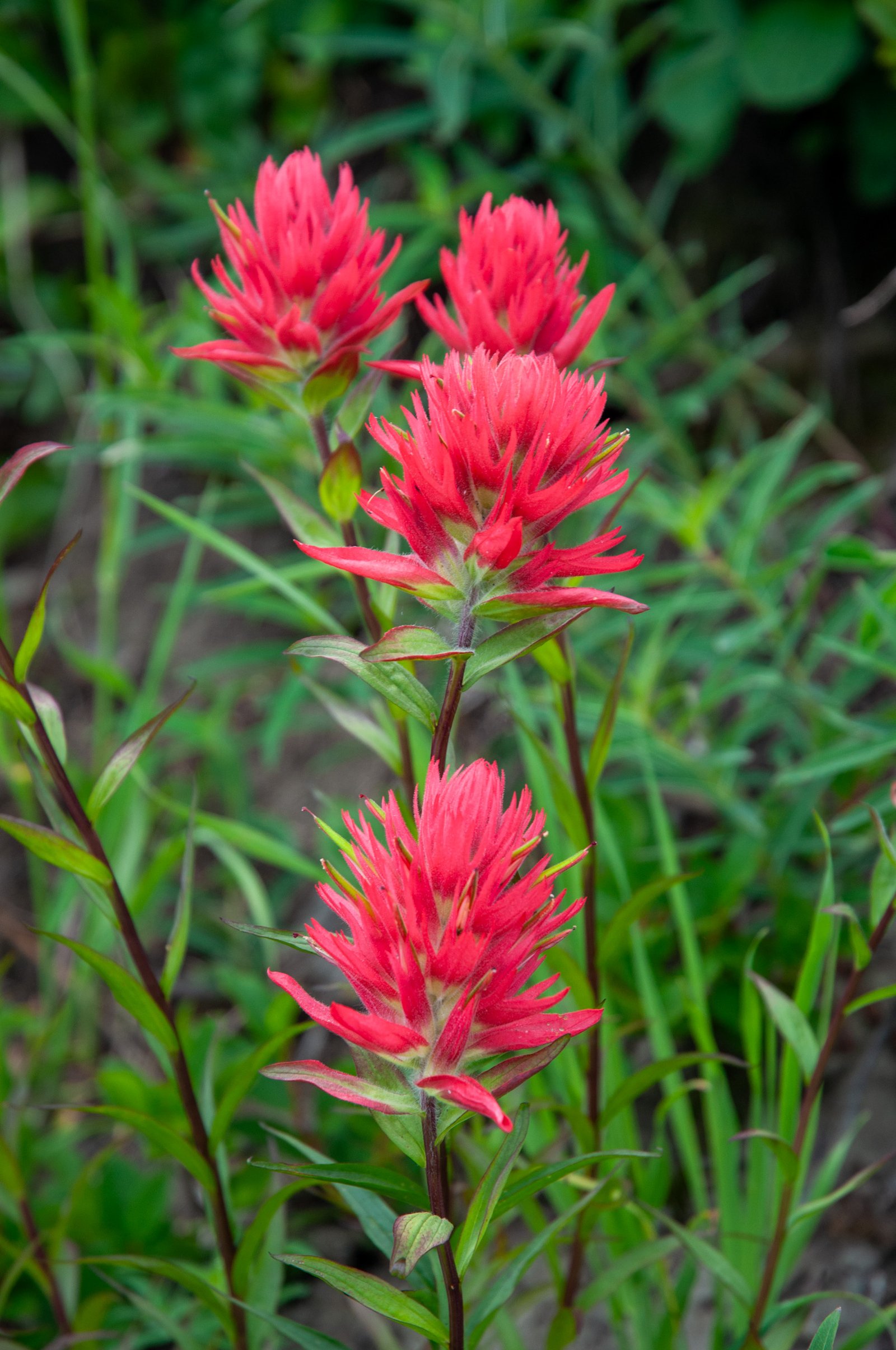 Yellowaster14 export090725 0523