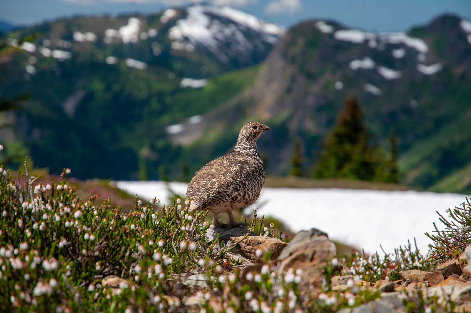 Yellowaster14 export090725 0810