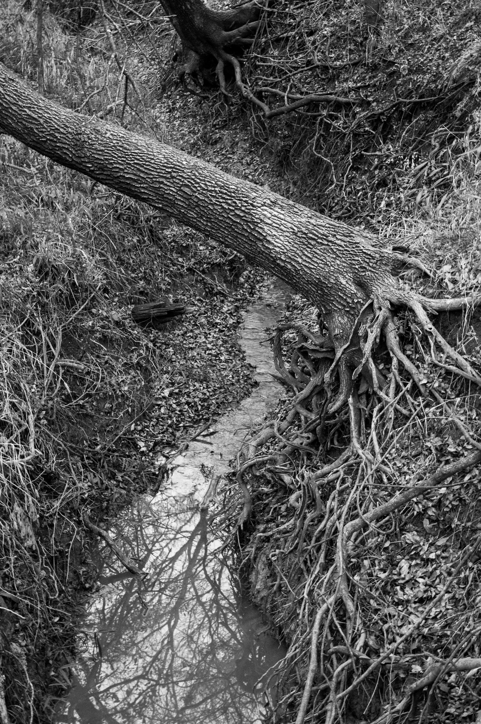 Tangled 8292040382 o